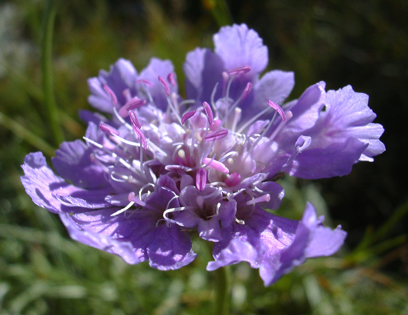 Lomelosia graminifolia / Vedovina strisciante